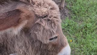 Curly Fur After a Rain: Adorable Donkeys' Muddy Morning!