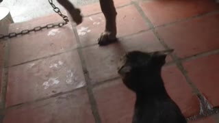 Cat Viciously Attacks dog