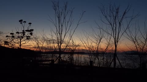 Sunset and sea and branches 8