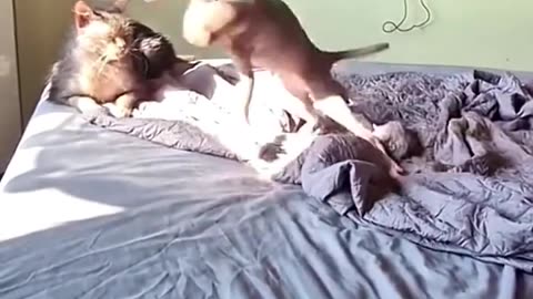 Funny videos | Funny Clips | Cat and Dogs
