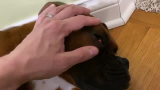 Boxer Dog Cherry Eye massage