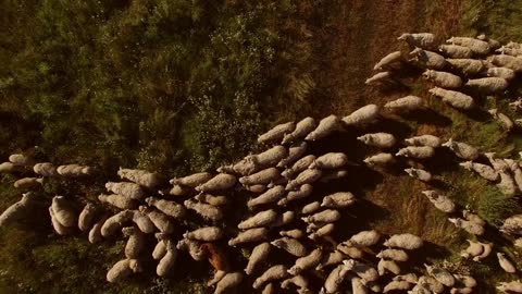 Top view of sheep herd. Sheep are walking on meadow