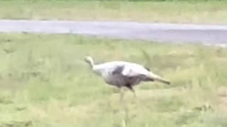 RARE “SMOKE” COLOR PHASE WILD TURKEY HEN! #shorts #shortsfeed #wildlife #hunting