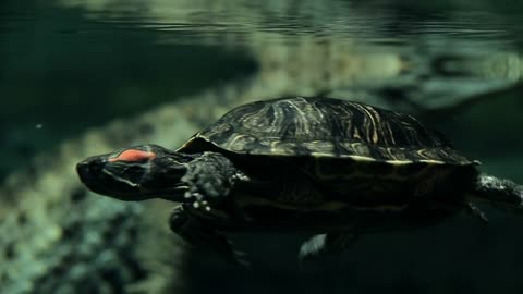 crocodile under water large reptile