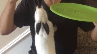 Bunny trying to eat donut