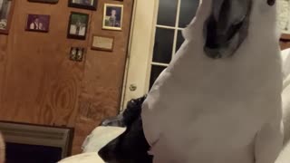 Cockatoo enjoys beak trimming