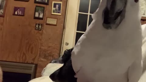 Cockatoo enjoys beak trimming