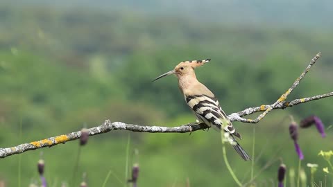 Embracing the Beauty and Mystery of Nature || A Symphony of Nature and Birds || Natural beauty