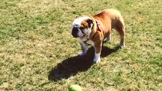 Bulldog ignores green ball