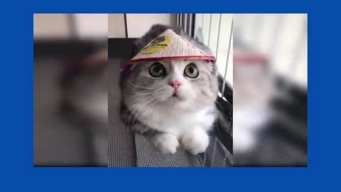 Cute and Funny Cats