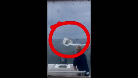 whale capsized a boat #omg