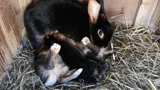 Awesome! Have you ever seen little bunnies eat? This video will change your day.