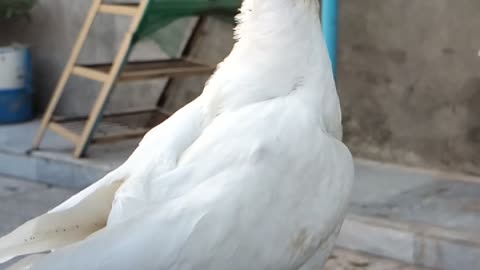 Slo Mo Pigeon