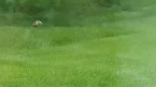 A bird attacks a squirrel