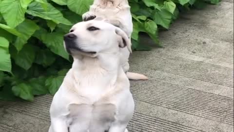 funnydogs