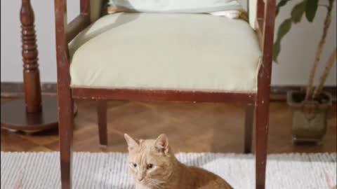 A Ginger Cat On The Floor Carpet