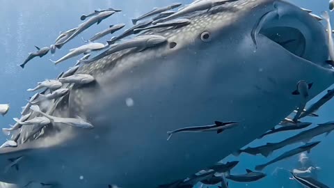 The Remora Shark Receives More Than Just Convenient Food Source It is Also Protected From Predators And Given Free Transportation Through The Oceans By Keeping The Waters Clear Of Scraps