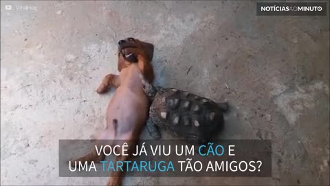 Cão e tartaruga: uma amizade peculiar!