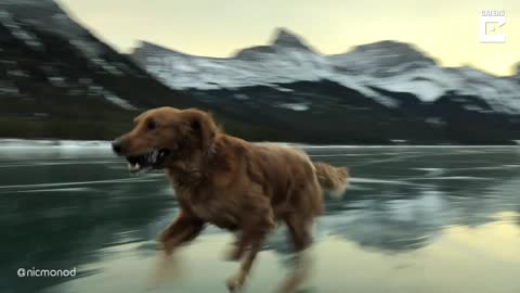 Dog Runs On Surface Of Frozen Lake
