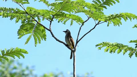 Bulbul swaying in a tree - With great music