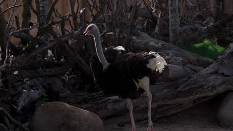 An ostrich playing with its feathers