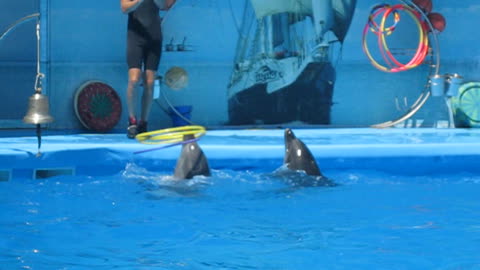 Performance of dolphins