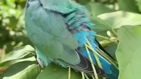 Smart parrot is doing weird thing🦜🦜🦜