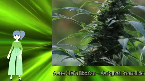 Auto CBG Nectar – Original Sensible