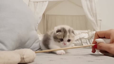 Baby Kittens playing