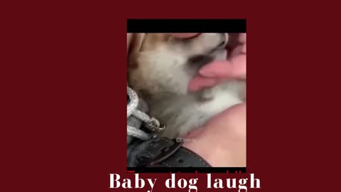 Funny dog