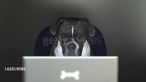 Boxer Dog Watcing Videos On Computer