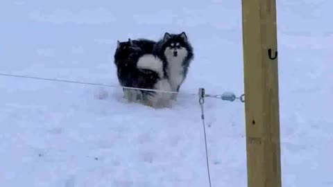snow happiness , huskies