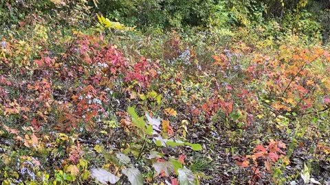 Natural beauty at Brown County State Park