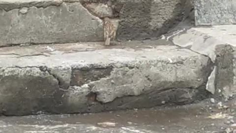 little sparrow looking for food