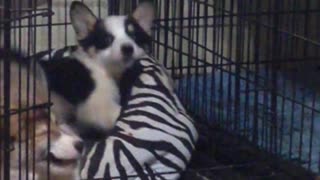 Corgi Doesn't Want Siblings Playing in Her Bed