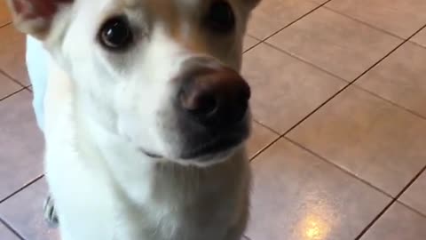 White dog tries snatching away treat from owner that's teasing it