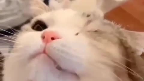 Cute cat applying eye drops so cute