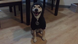 Gangsta shiba