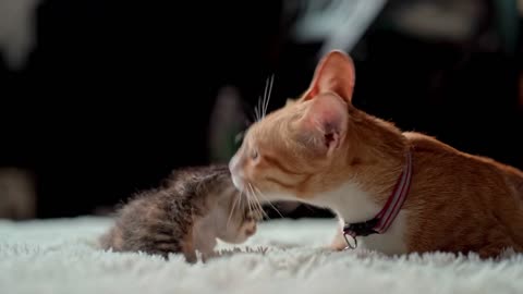 Cute cats playing with each other
