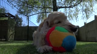 Cocker Spaniel shows off his cool ball skills