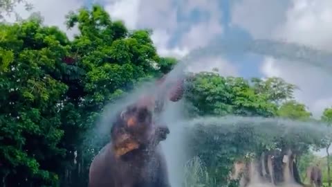 Miami Firemen Cool Off Elephants