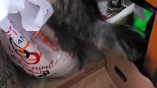 Cat trying to steal my RICE
