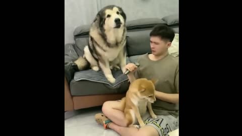 When the dog heard the boy's song, the dog got angry😭🐈