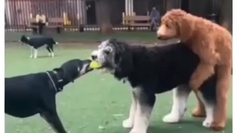 FUNNY DOGS: I was not prepared for that ending LOOOOOOL