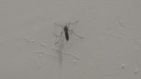 Huge Mosquitos in the wall