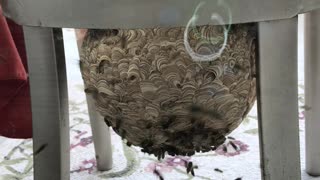Huge Hornet Hive Hangs From Chair