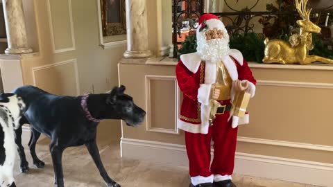 Funny Great Danes Aren't Too Sure About Santa's Singing and Dancing
