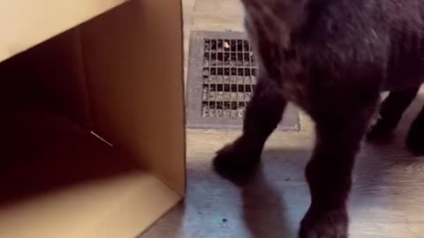 Jaws the Hyena cub vs cardboard box 🥰