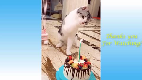 cute pets and funny animals compilations