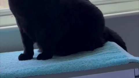 Adopting a Cat from a Shelter Vlog - Cute Precious Piper Checks Out Her Spa in the Morning #shorts